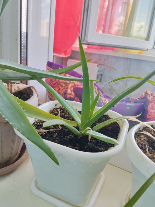 Продам комнатные цветы