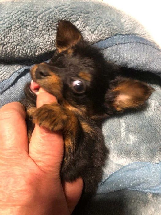 Продам щенка той-терьера