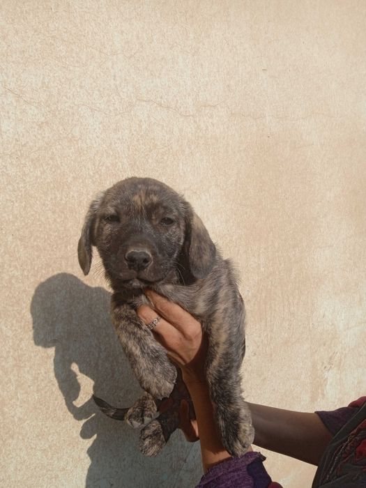 Пристроить собак