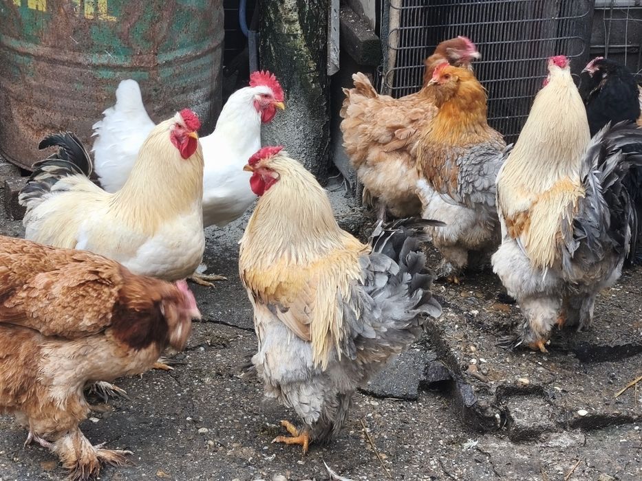 Vând găini de curte