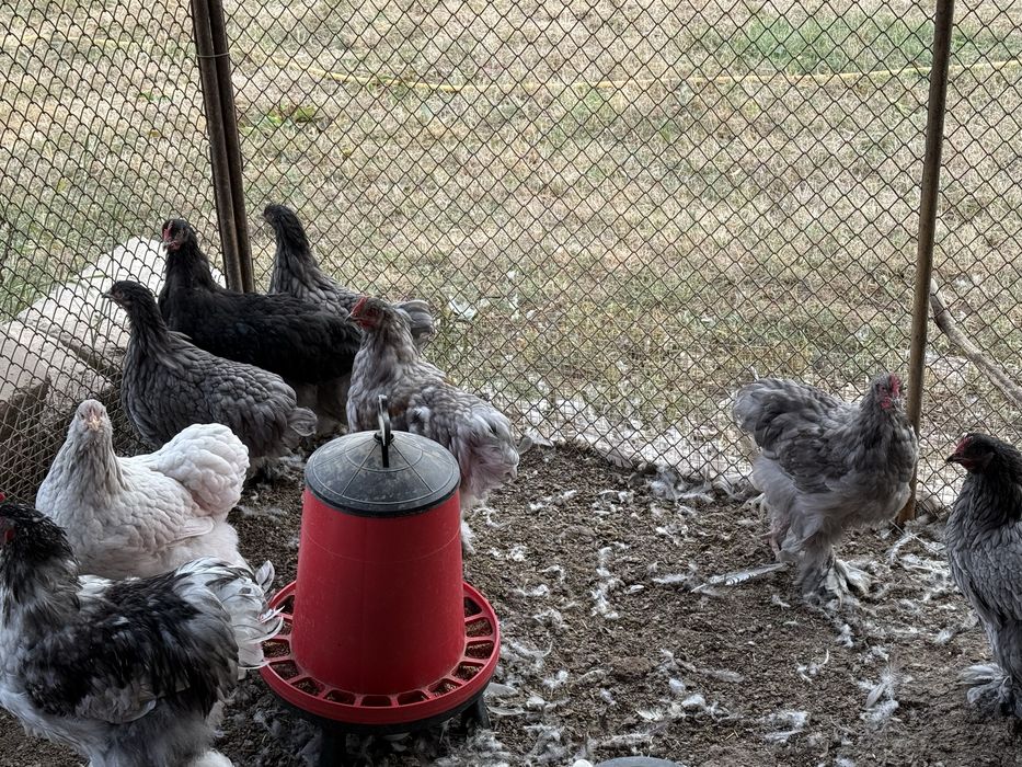 Кохин стандарт кокошки