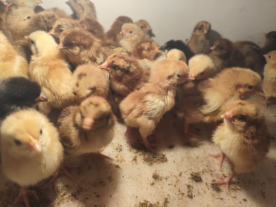 Балапан цыплята кучински