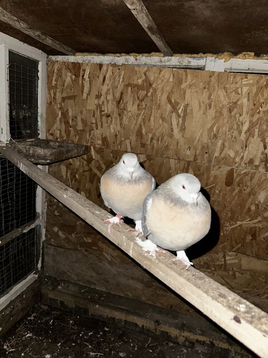 Продам срочно молодые