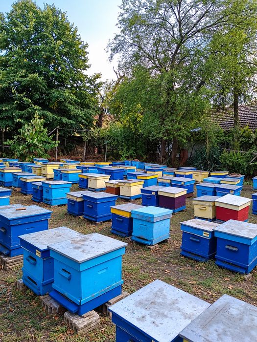 Продавам пчелни кошери Дадан-Блат