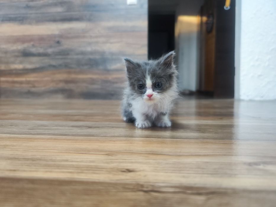 Котенок в добрые руки