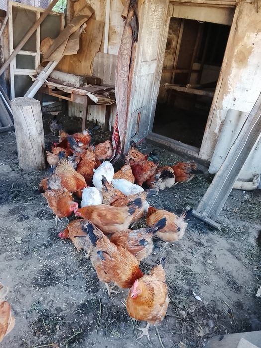 Продам кур кучинских
