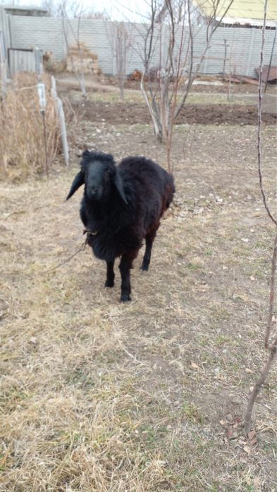 Қошқар сатылады.