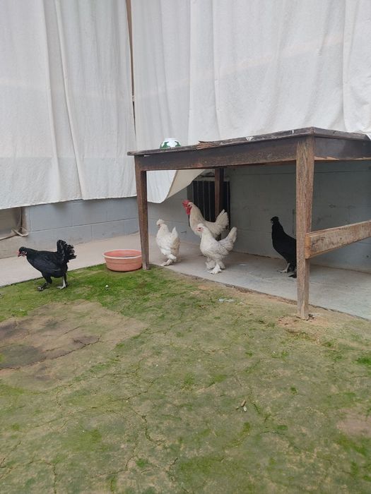 Япон товуклар сотилади