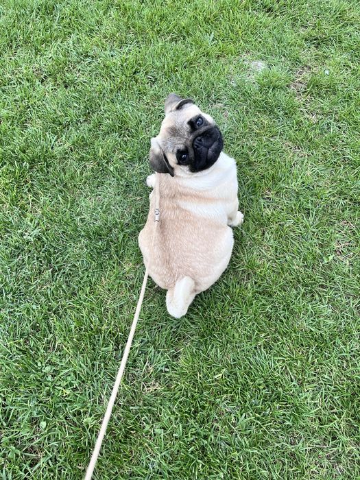 Pug/ mops fetita