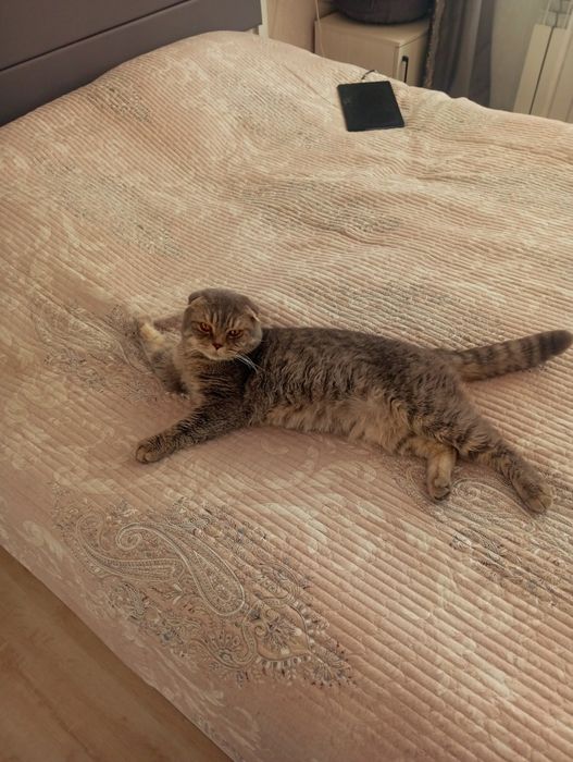 Продам кота 2 года.