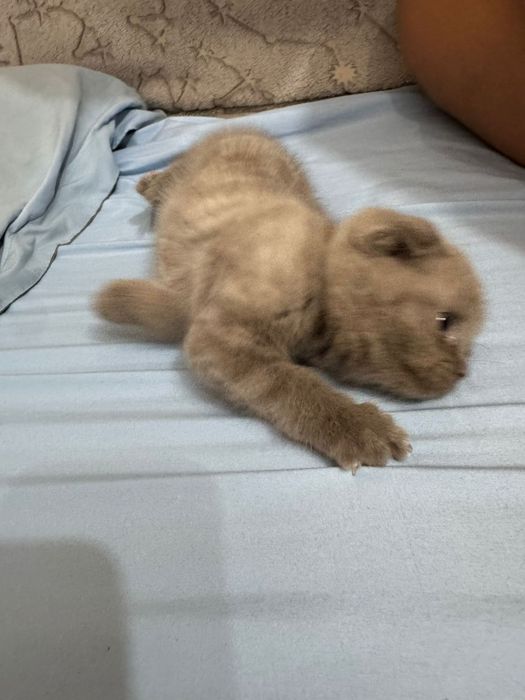 Шотланский Кошка