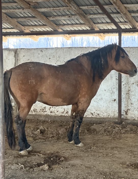 Айгыр актобе каласы