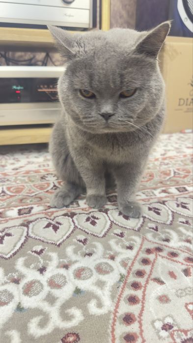 Продаю кота Скотиш страйт  для вязки.