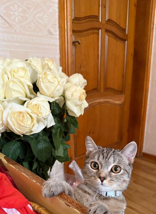 Кошка шотладская