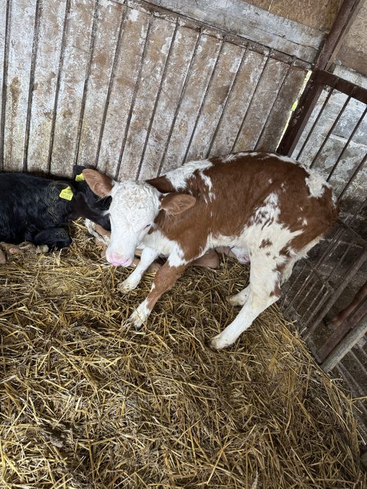 De vanzare taurasi si vitele