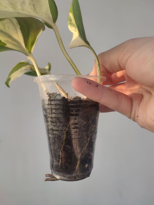 Эпипремнум манжула