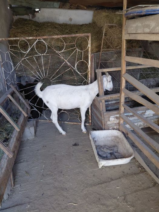 Продам коз породистых