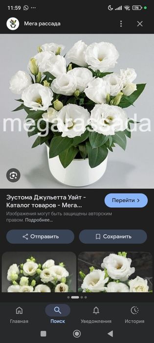 Эустома низкорослая