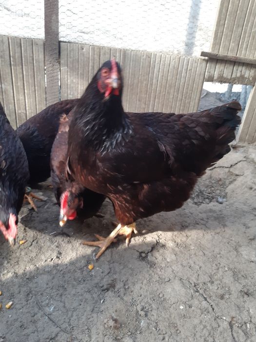 Oua Rhode Island pt incubator