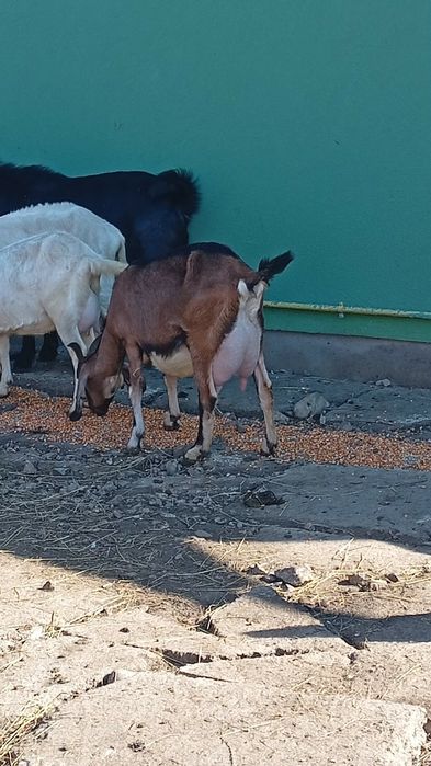 Tapisori pt biberon sau înțărcați