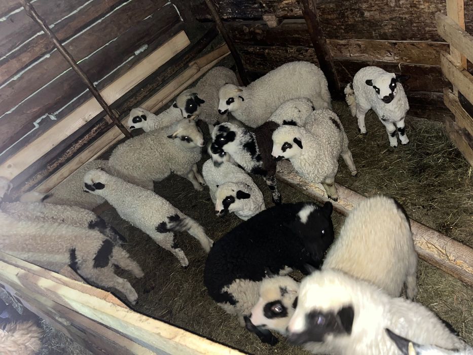 Vand oi ,detali in privat