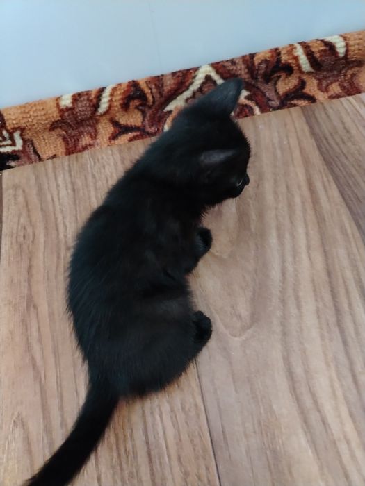 Отдам котят в хорошие руки.