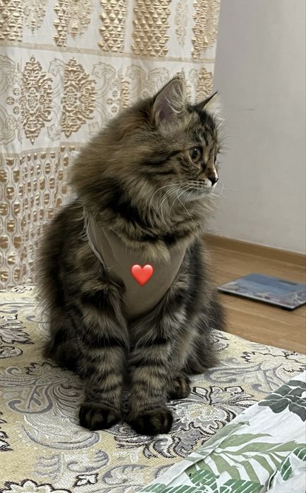 Отдам кошку в добрые руки