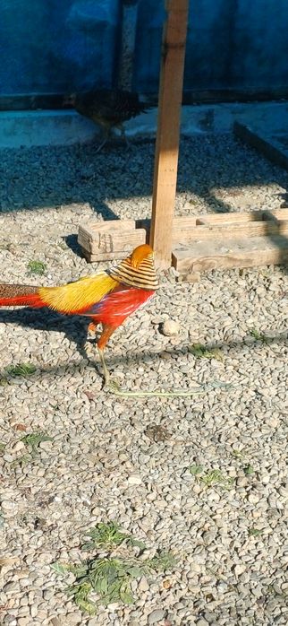 Mascul fazan auriu pe roșu