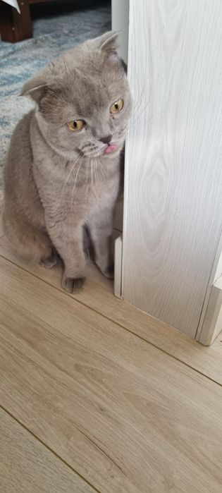 Шотландский выслоухий мушуги сотилади,