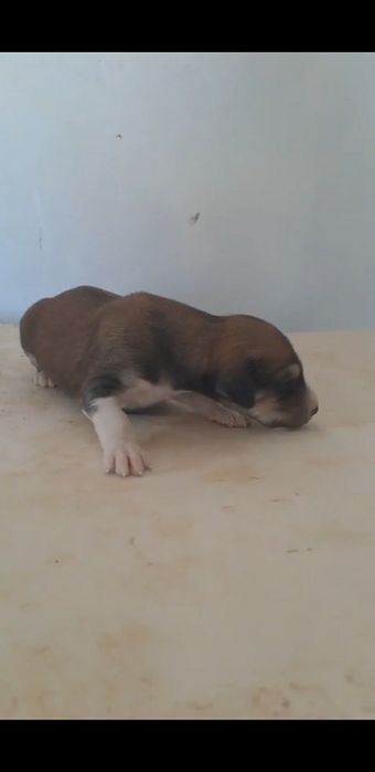 Құмай тазы күшіктер сатылады