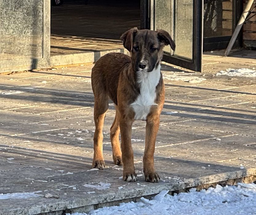 Câini spre adopție.