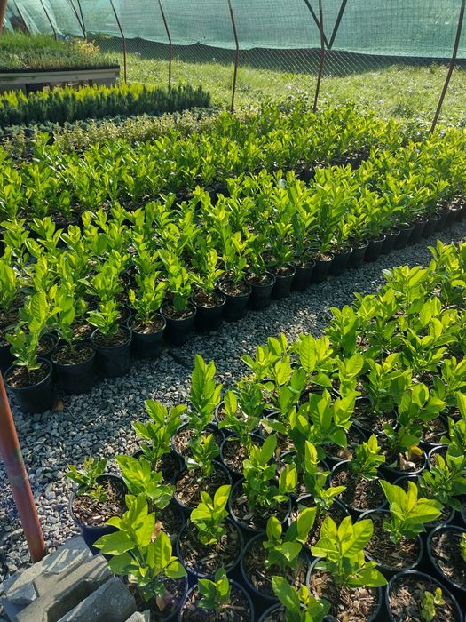 Producator vand diferite plante ornamentale