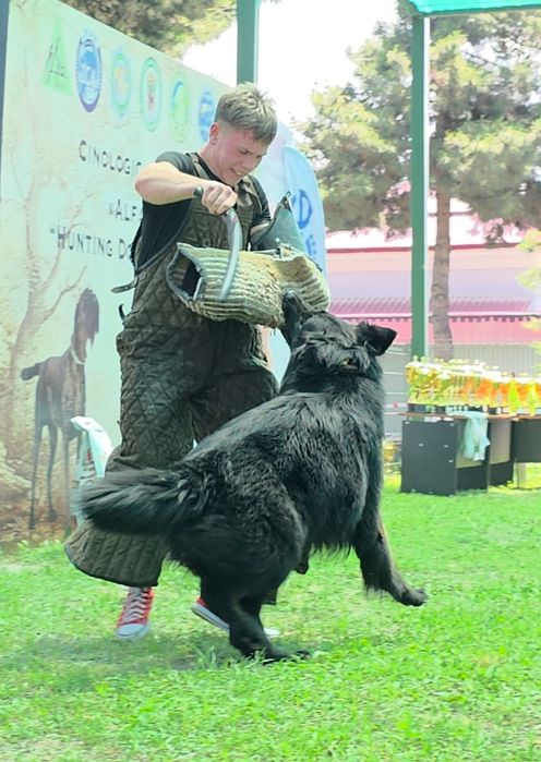 Кинолог дрессировщик собак