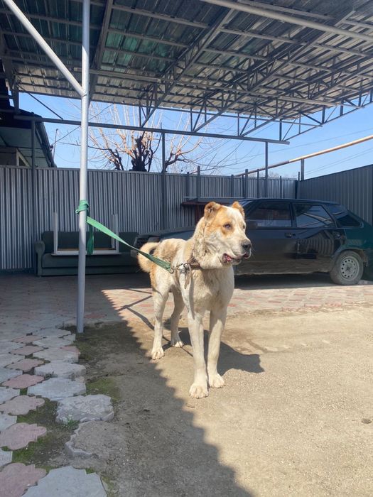 Продается алабай