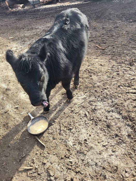 Vițica de vanzare (vițel, taur, vitica)