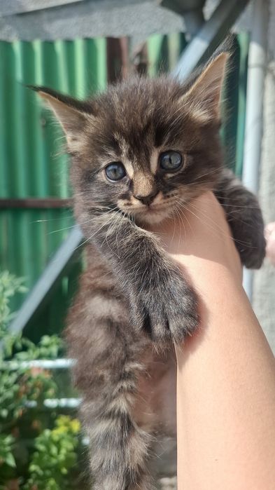 Котята Сибирские