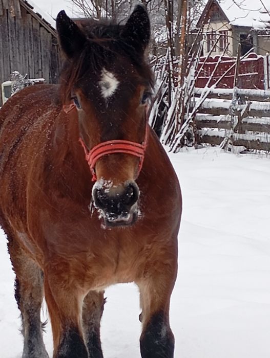 De vânzare mânza de doi ani