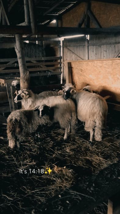 Vând  cinci berbeci