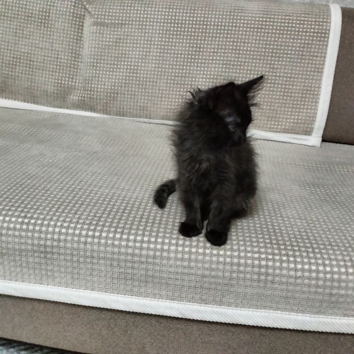 Котенок. Маленький