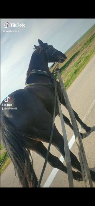 De vânzare armăsar