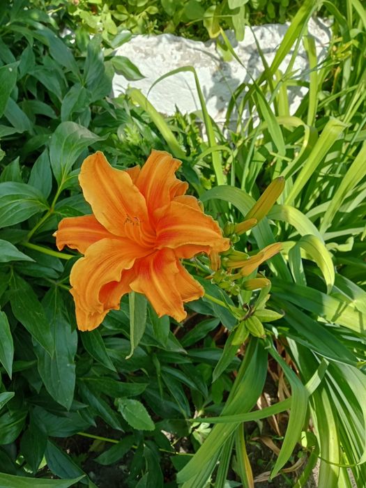 Сортовые лилейники