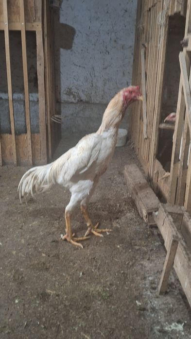 Шоже сатам срочно