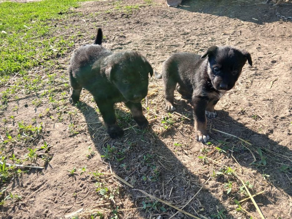 Продам щенят немецкой овчарки
