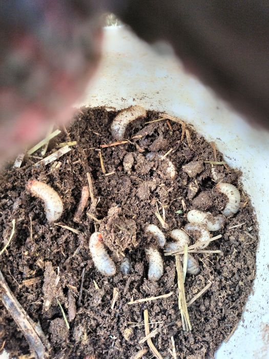 Черви для рыбалки