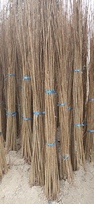 Терак кучатлари оптом сотилади 1-2-3 йиллик