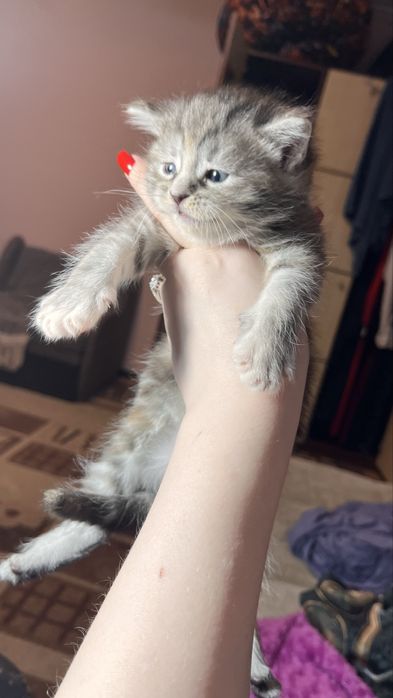 Отдам котяток/породистые