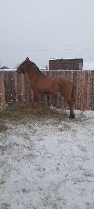 Продам жеребчика тяжа