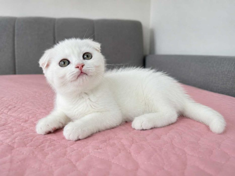 Pisicuță albă Scottish Fold, cu Pedigree