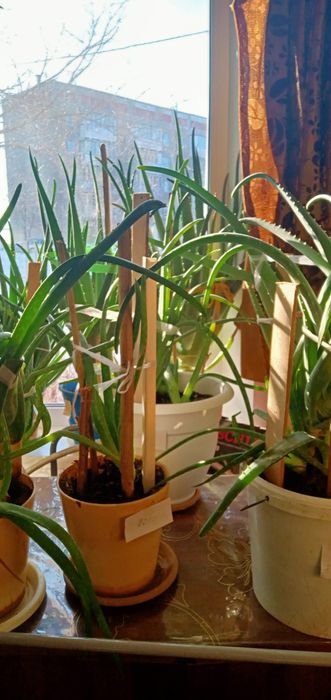 Алоэ лечебное домашнее