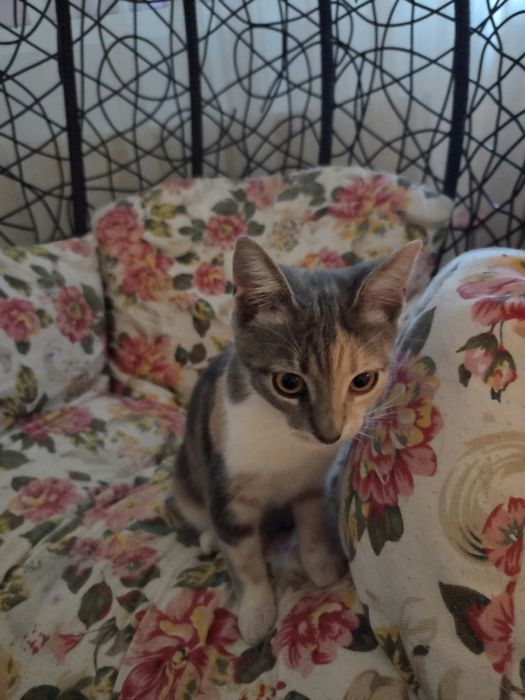 Adoptie pisica maffin 5 luni vaccinata